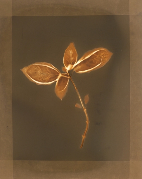 Basil Leaves by Natasha Sanchez | This original lumen print was created using basil leaves from my garden, black & white photo paper & Basil Leaves